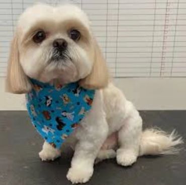 Small dog with a blue bandana sitting indoors.