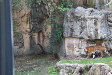 Zoo exhibit wall