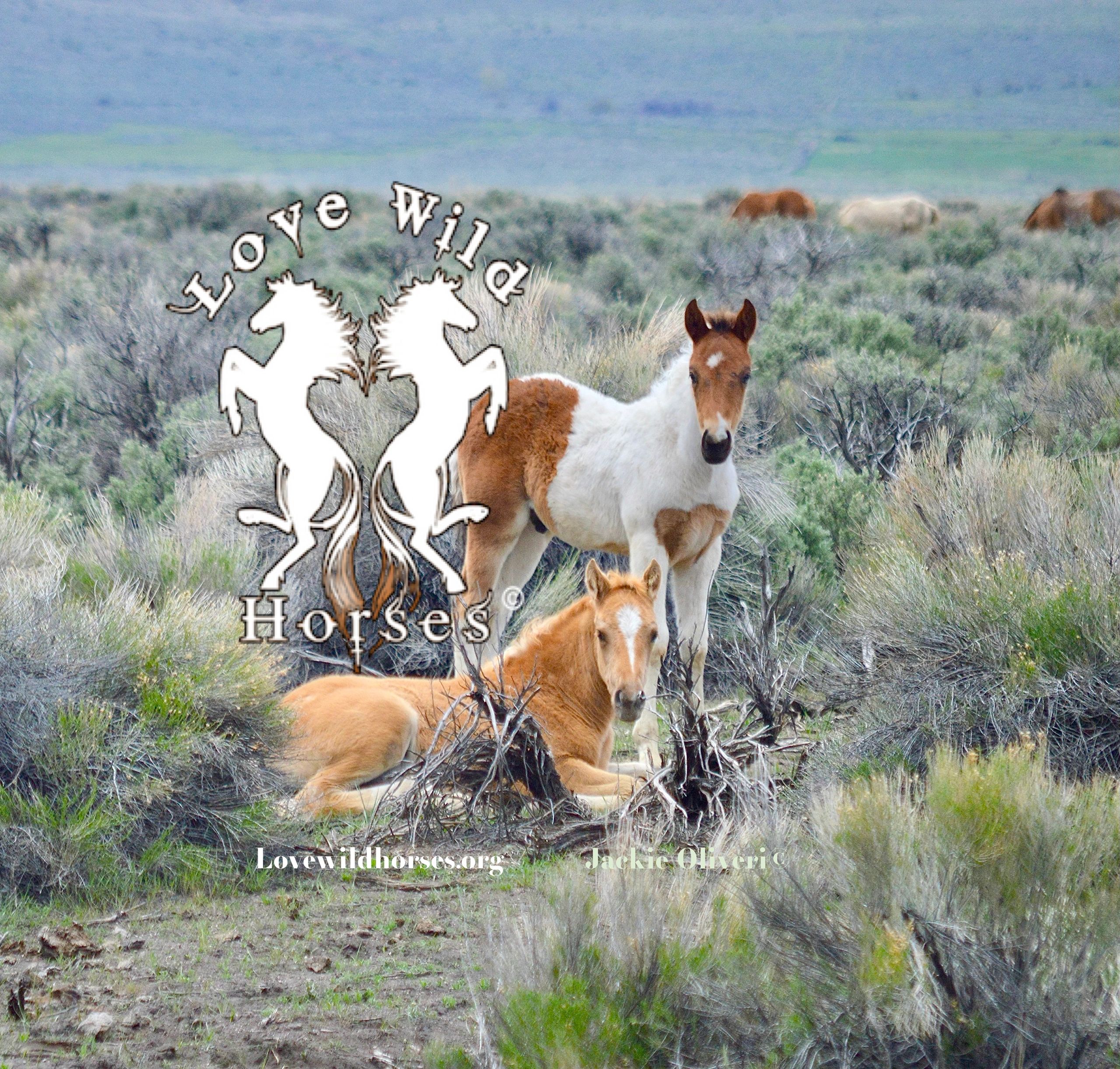 Save Wild Horses - Lovewildhorses.org