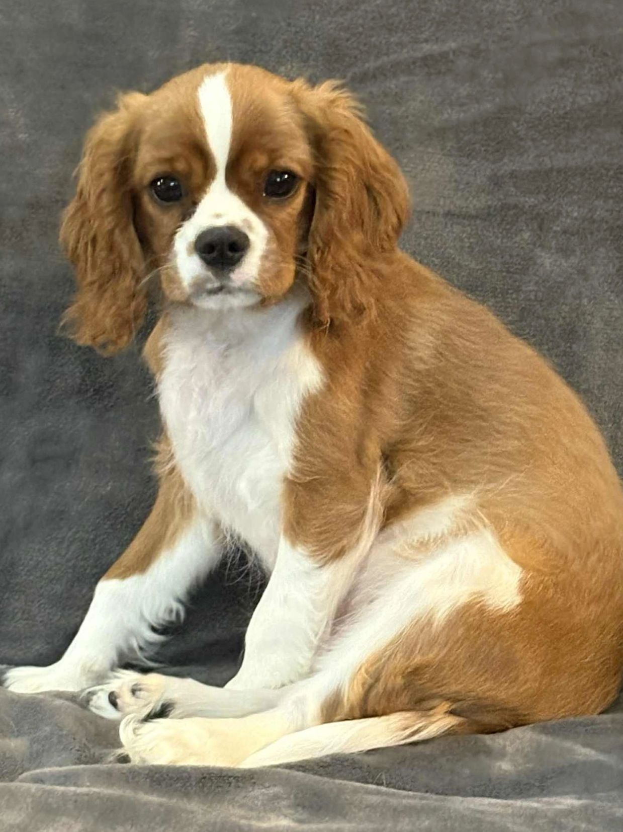 Dory will be available January 1st.  She will be 6 months, fully vaccinated, socialized, house train