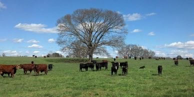 Cows grazing in a green pasture under a clear blue sky with a large leafless tree.