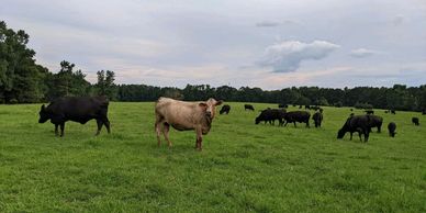 Cows grazing on a green pasture under a cloudy sky.
