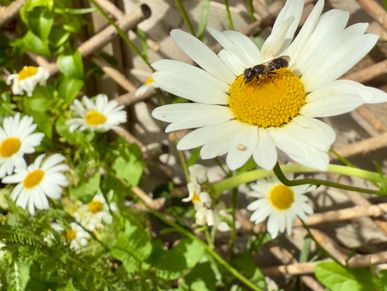 Red mason bee on an oxeye daisy in a new garden with landscaping design and build by Wildsmith Garde