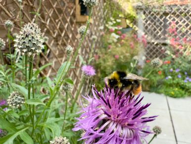 Red-tailed bumblebee feeding in a new garden with landscaping design and build by Wildsmith Gardens