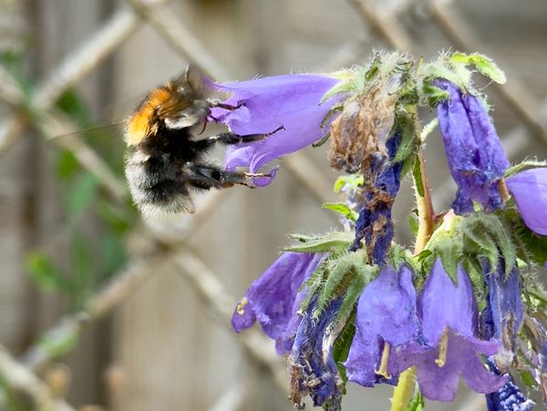 Tree Bumblebee feeding on a nettle leaved bellflower