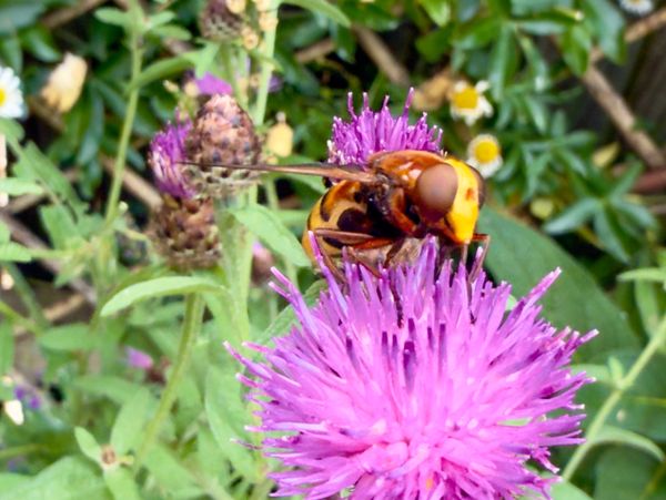 Hornet mimic hoverfly feeds in a new garden with landscaping design and build by Wildsmith Gardens