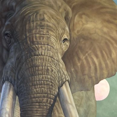 Close-up of an elephant's face with tusks.