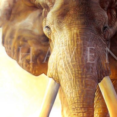 Close-up of an elephant's face with tusks.