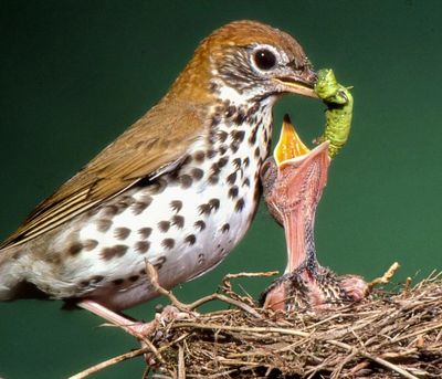 Wildlife's food chain begins with insects