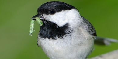 Carolina Chickadees