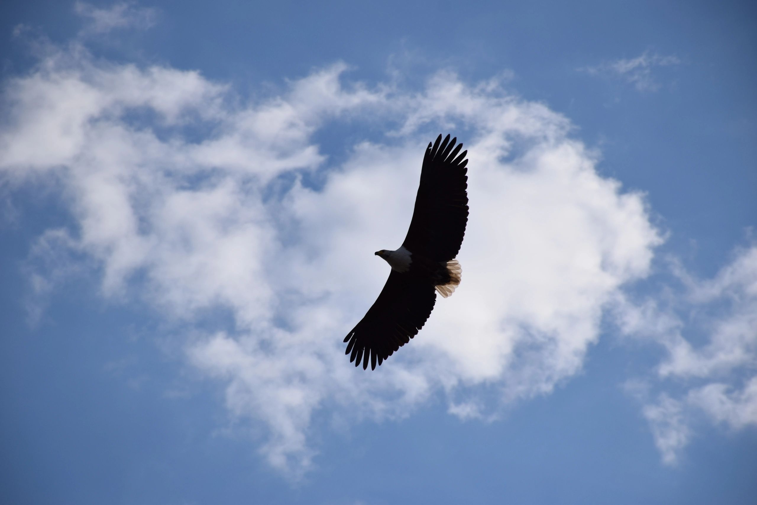 World Travelers | Birding Appalachia