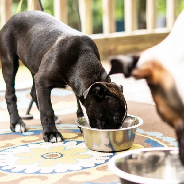 Tilly and Jake enjoying their meal.