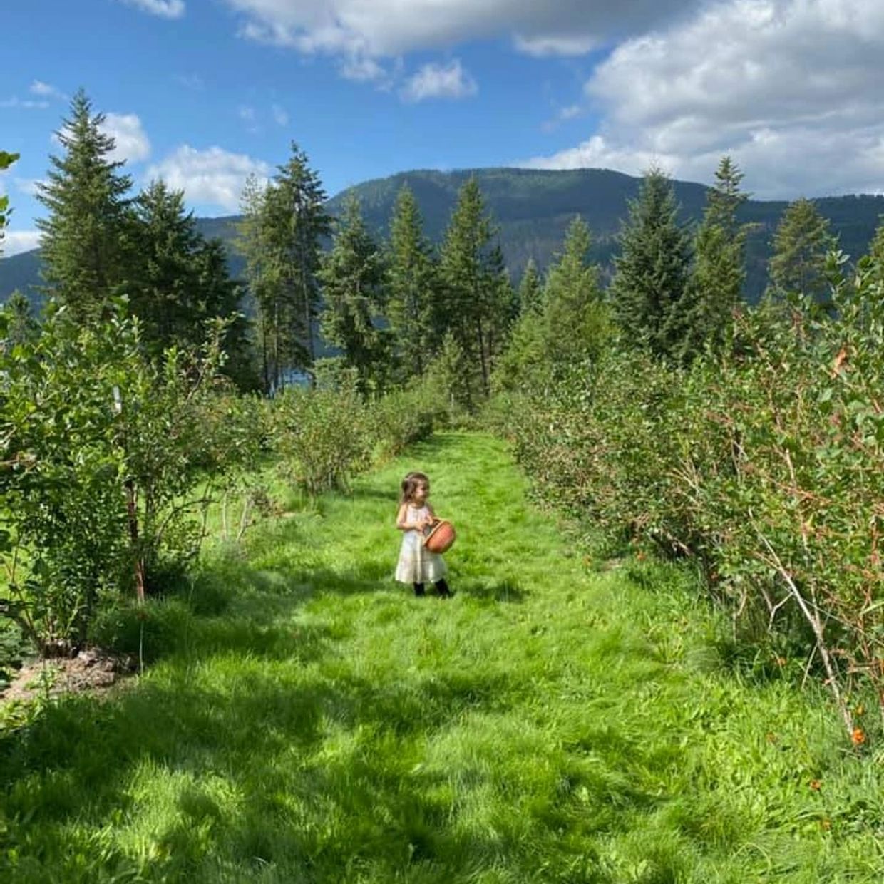 A little girl stands in a lush green orchard holding a basket under a partly cloudy sky.