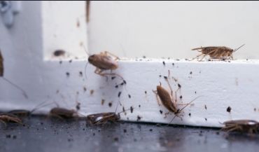 Cockroaches and ants crawling on a wall and floor corner.