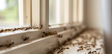Many ants crawling on a windowsill.