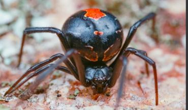 Close-up of a black widow spider.