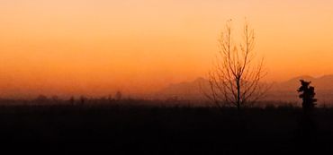 Hazy orange sky with tree in foreground