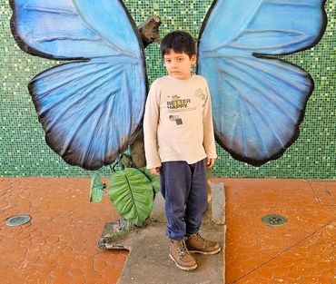 Young boy reluctantly posing in front of large crafted blue morpho butterfly wings.
