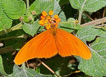 Rusty orange Julia butterfly (Dryas iulia) feeding on Lantana flowers in Cancun, Mexico.