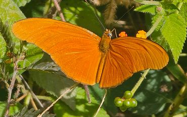 Rusty orange Julia butterfly (Dryas iulia) feeding on Lantana flowers in Cancun, Mexico.