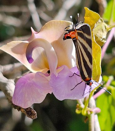 Zebra-striped Hairstreak (Panthiades bathildis) on a pink Cow Horn Orchid in Cancun, Mexico macro.