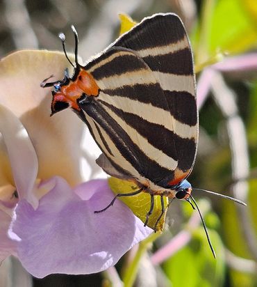 Zebra-striped Hairstreak (Panthiades bathildis) on a pink Cow Horn Orchid in Cancun, Mexico macro.