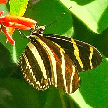 Zebra Longwing (Heliconius charithonia) feeding on Firebush (Hamelia patens) flowers in Cancun.
