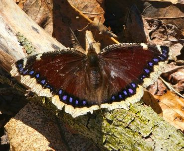 A butterfly with dark wings and blue spots.