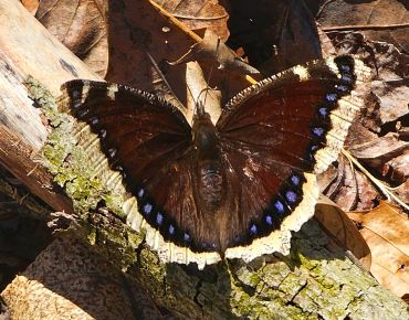 Brown butterfly with blue spots on tree bark.