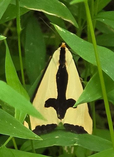 Moth with black pattern on yellow wings among green leaves.