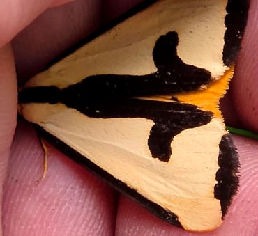 Close-up of a moth with unique black and beige wing patterns.
