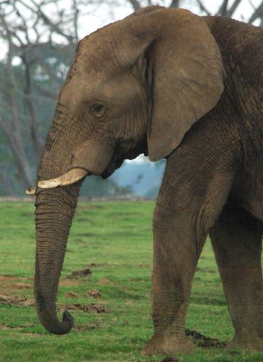 Side view of an elephant's head and front legs