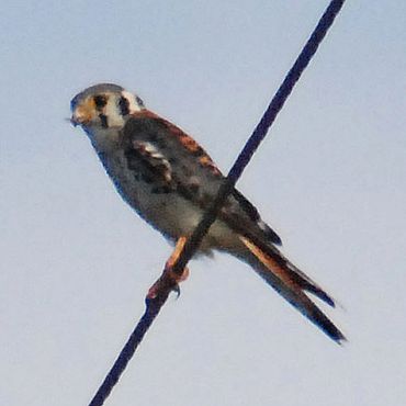 A kestrel on a wire