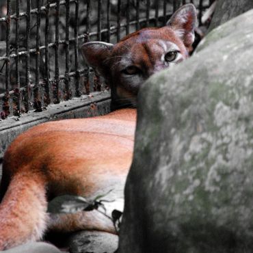 A caged mountain lion peering from behind a rock