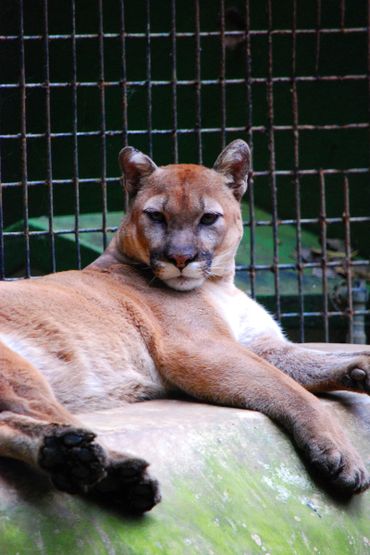 A mountain lion lounging on a rock at a zoo