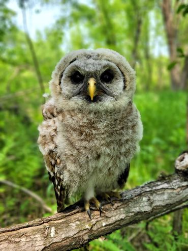 Fluffy owl sitting on a branch in the forest