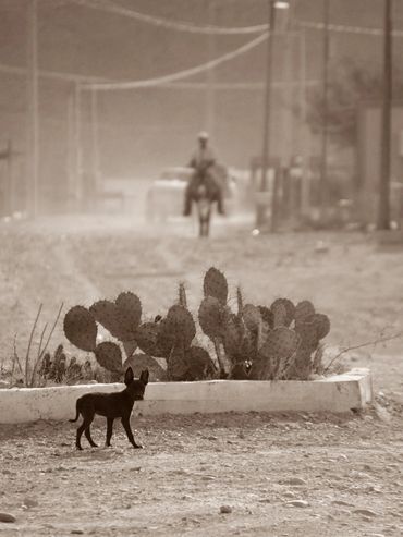 A chihuahua in front of a prickly pear cactus on a dirt road in Bouillas, Mexico