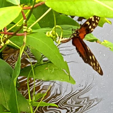 Tiger-striped Longwing (Heliconius ismenius) in Paraiso, Tabasco, Mexico.