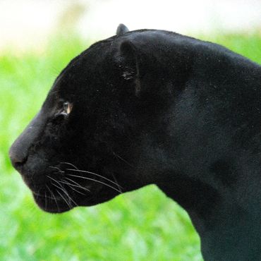 Side view portrait of the head and neck of a black panther