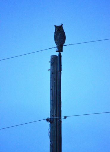 A large owl perched on a telephone pole