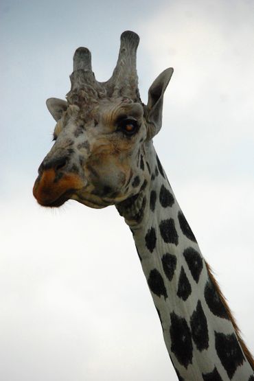 Close-up of a giraffe's head and neck against a blue sky