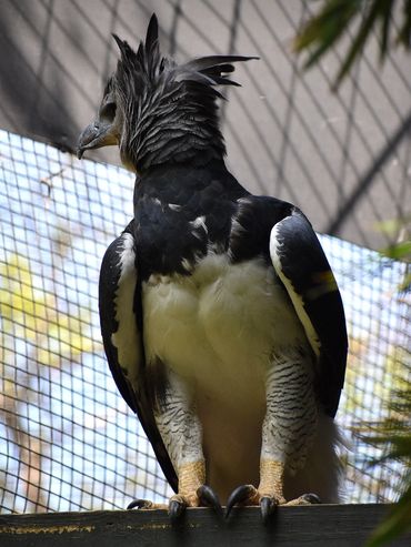 Eagle in a large open cage at the zoo