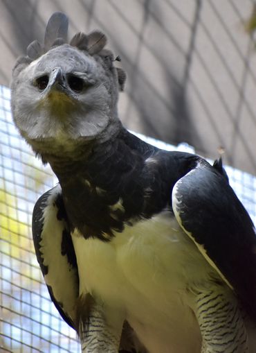 Large bird in an aviary