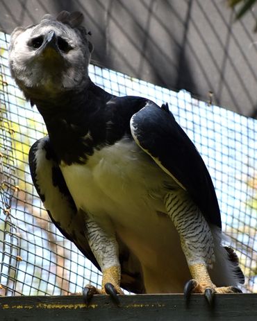 A large bird in a cage