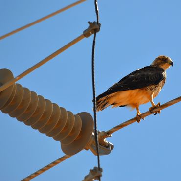 Hawk perched on a wire