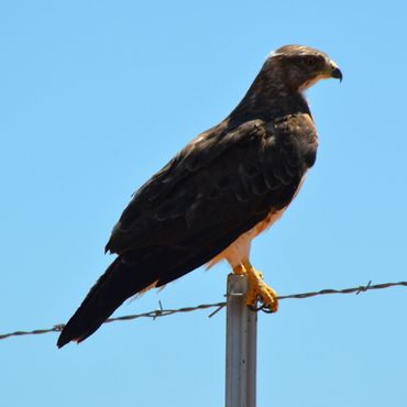 Profile of a red-tailed hawk perched on a barbed wire fence