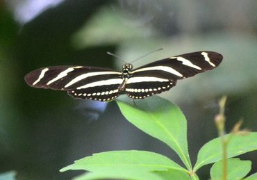 Zebra Longwing butterfly (Heliconius charithonia) flutters over a bush in Tabasco, Mexico.