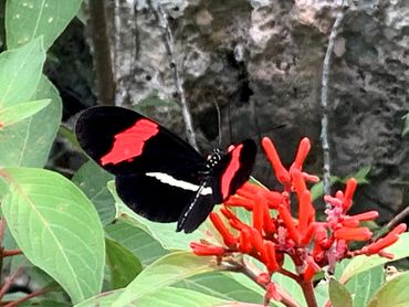 Crimson-patched Longwing (Heliconius erato) butterfly on firebush in Tabasco, Mexico.