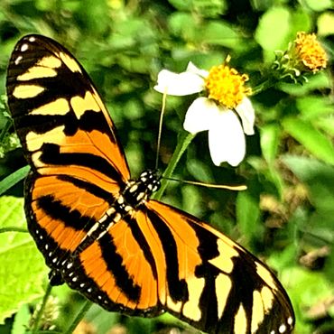 Tiger-striped Longwing (Heliconius ismenius) on white Shepherd's Needle (Bidens alba) flowers.