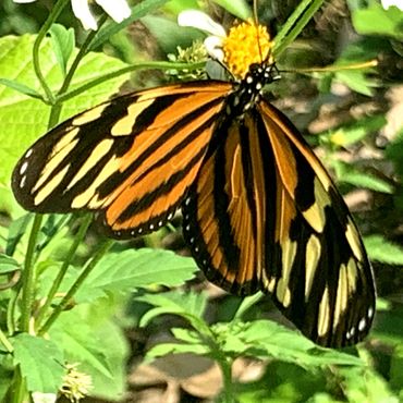 Tiger-striped Longwing (Heliconius ismenius) on white Shepherd's Needle (Bidens alba) flowers.